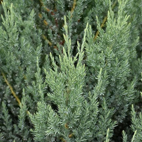 Juniperous Juniperus chinensis Blue Point 248647 