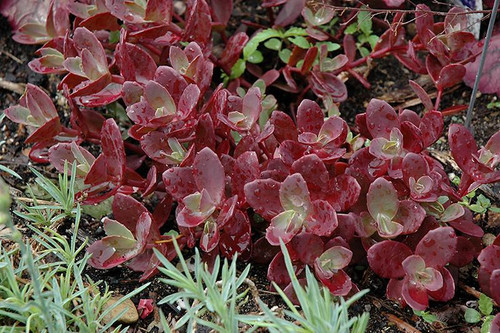  Sedum Firecracker 249258 