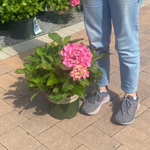  Hydrangea macrophylla Pink Splendor 249781 