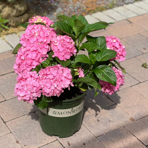  Hydrangea macrophylla Pink Splendor 249781 