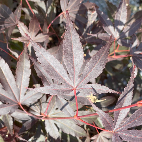  Acer palmatum Rhode Island Red 253419 