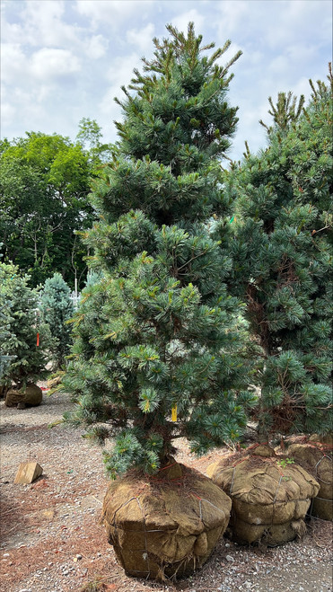 Pinus parviflora Templehof 253711