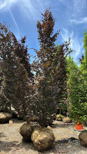  Fagus sylvatica Red Obelisk 253831 
