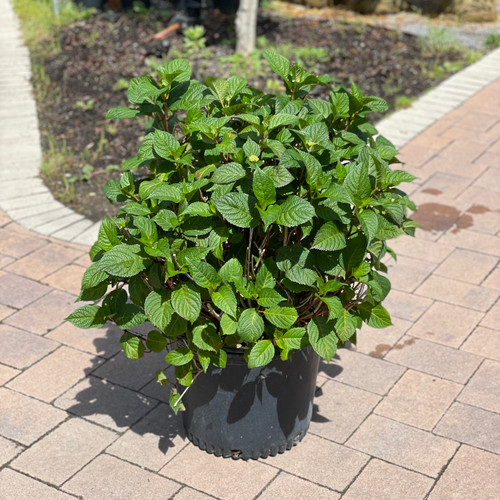 Hydrangea macrophylla E.S.Bloomstruck 254595