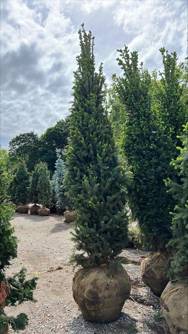  Picea abies Cupressina 254687 