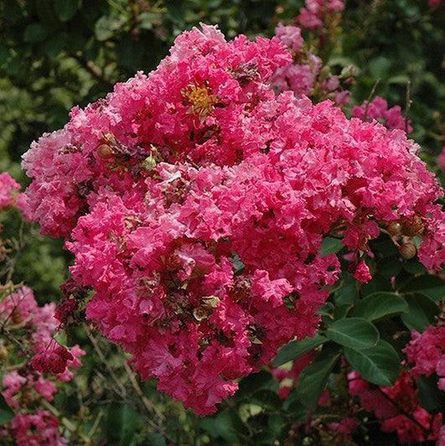 Lagerstoemia Lagerstroemia indica Tonto 255129 