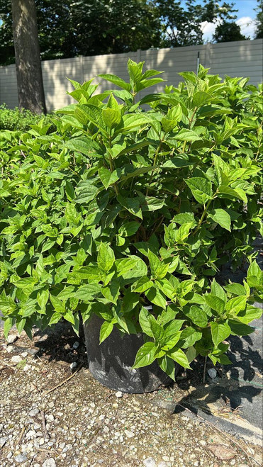  Hydrangea paniculata Little Lime 259885 