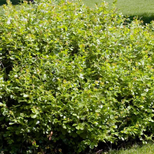 Other Deciduous Rhus aromatica Gro Low 260109 