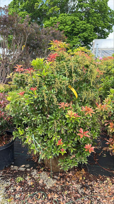 Pieris japonica Mountain Fire 264292 