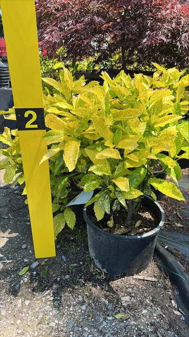 Other Ever. Sh. Aucuba japonica Mr Goldstrike 264295 