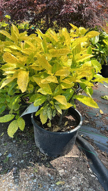 Other Ever. Sh. Aucuba japonica Mr Goldstrike 264295 