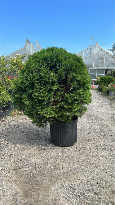  Thuja occidentalis Little Giant 264747 