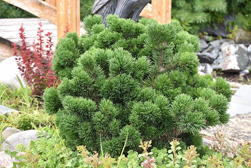  Pinus mugo Jakobsen 264798 