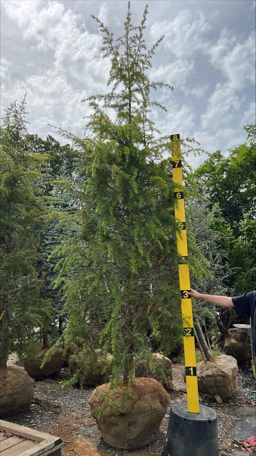  Cedrus deodara Gold Cone 264877 