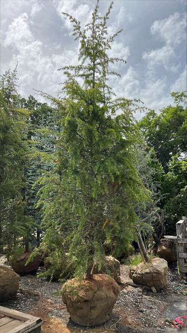  Cedrus deodara Gold Cone 264877 
