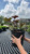  Ligularia dentata Britt Marie Crawford 265041 