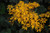  Ligularia dentata Britt Marie Crawford 265041 