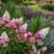  Hydrangea paniculata Vanilla Strawberry Standard 267921 