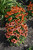  Echinacea Butterfly Orange Skipper 334663 