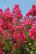 Lagerstoemia Lagerstroemia indica Hybrid 332145 