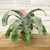 Bromeliads BROMELIAD 6" AECHMEA FASCIATA 
