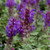  Salvia Blue Marvel 274775 