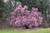 Prunus-tree Prunus x Okame 225700 