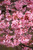 Prunus-tree Prunus x Okame 225700 