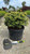  Pieris japonica Cavatine 276405 