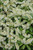  Pieris japonica Cavatine 276405 