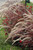  Pennisetum Rubrum Annual 276689 