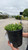 Delosperma Jewel of Desert Peridot 225850
