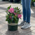  Hydrangea macrophylla SSD Hamptons 278222 