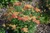 Other Sun Per. Achillea Strawberry Seduction 226033 