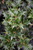 Osmanthus heterphyllus Gulftide 280199