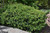Other Ever. Sh. Osmanthus heterphyllus Gulftide 280199 