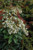  Pieris japonica Mountain Fire 280209 