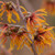 Other Dec. Tree Hamamelis x intermedia Diane 281002 