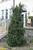 Buxus sempervirens Dee Runk 283534