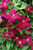 Clematis Rouge Cardinal 283616