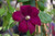  Clematis Rouge Cardinal 283616 