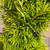  Taxus baccata Stricta Aurea 284576 
