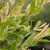 Other Dec. Tree Salix integra Hakuro Nishiki 286337 