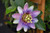 PASSION VINE 8"TRELLIS