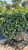 Prunus laurocerasus Chestnut Hill 288599