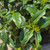 Prunus laurocerasus Chestnut Hill 289704