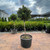  Buxus x Green Velvet 290242 