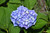 Hydrangea macrophylla Nantucket Blue 290247