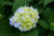 Hydrangea macrophylla Nantucket Blue 290247