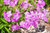 Phlox P Opening Act Ultrapink 290357